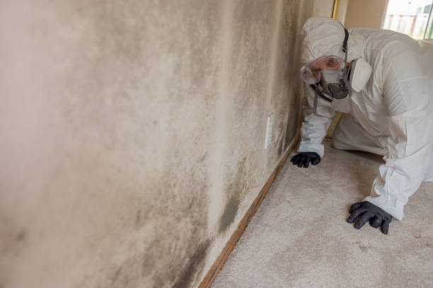 Best Real Estate Mold Inspection  in Vernon, TX