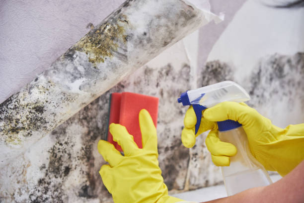 Best Commercial Mold Inspection  in Vernon, TX